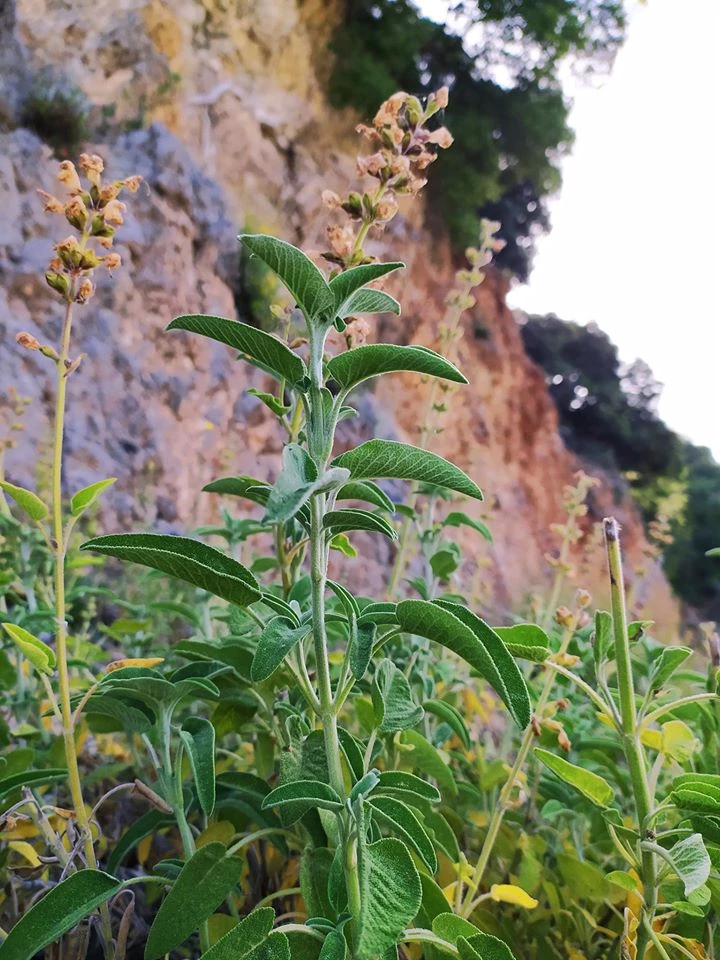Greek Sage - Salvia triloba