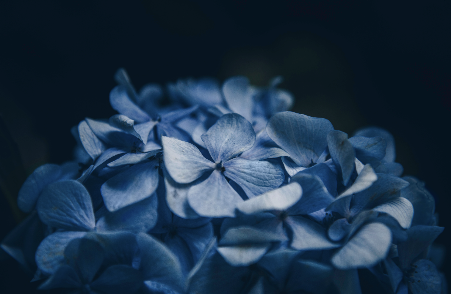 Hortensia Hydrangea Ornament