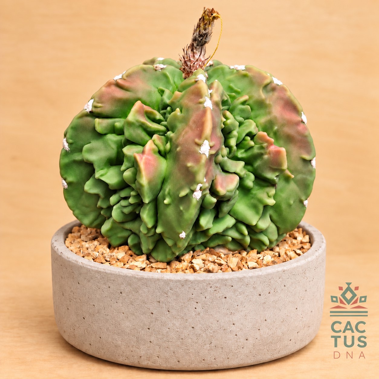 Astrophytum myriostigma Fukuryu cactus