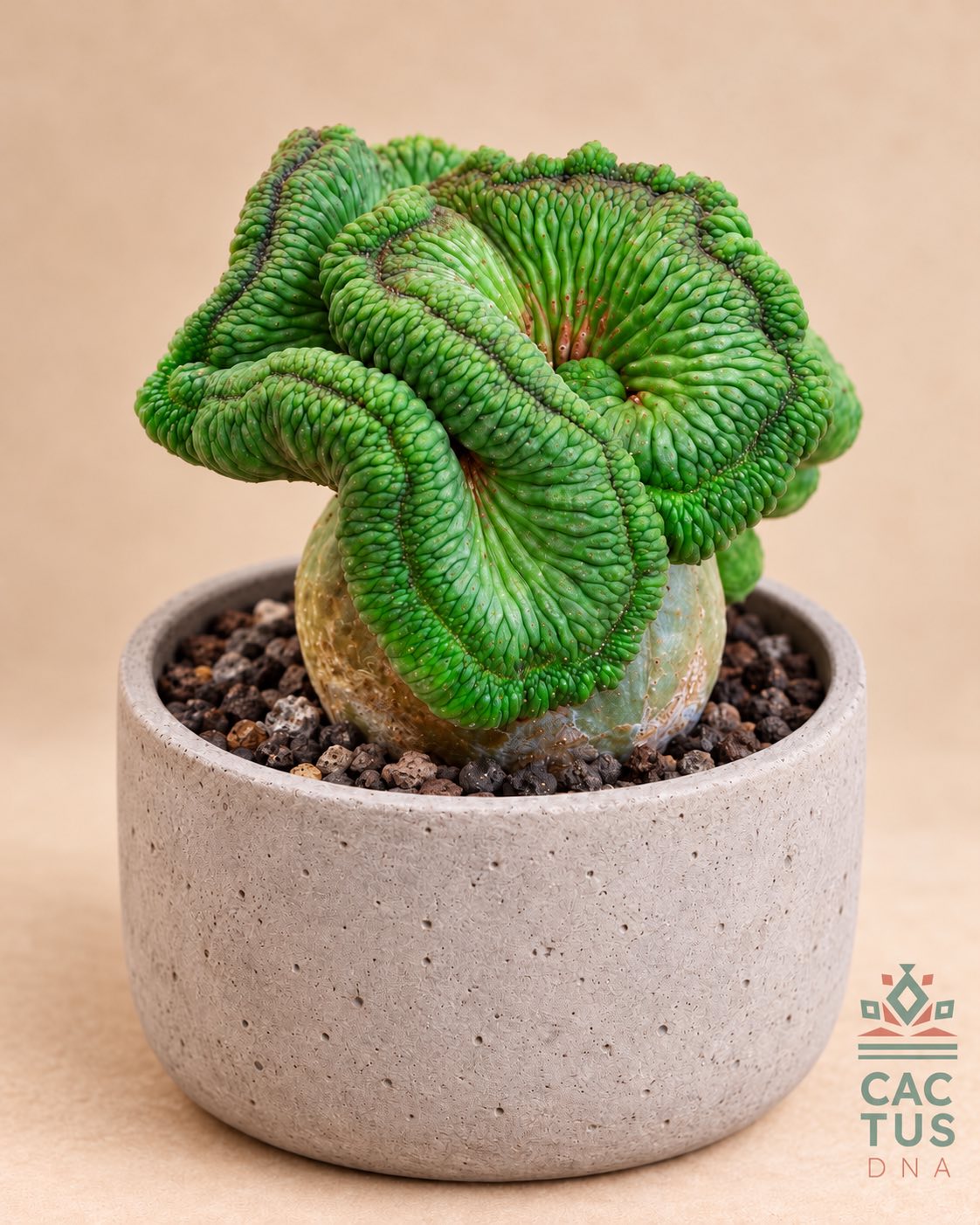 Euphorbia obesa f. cristata cactus