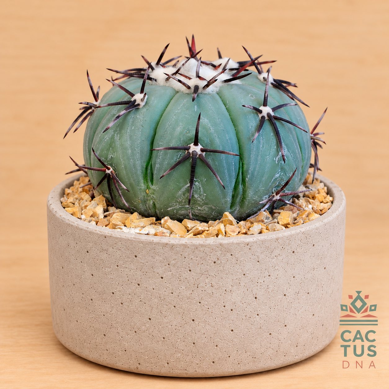 Echinocactus horizonthalonius Mexico cactus