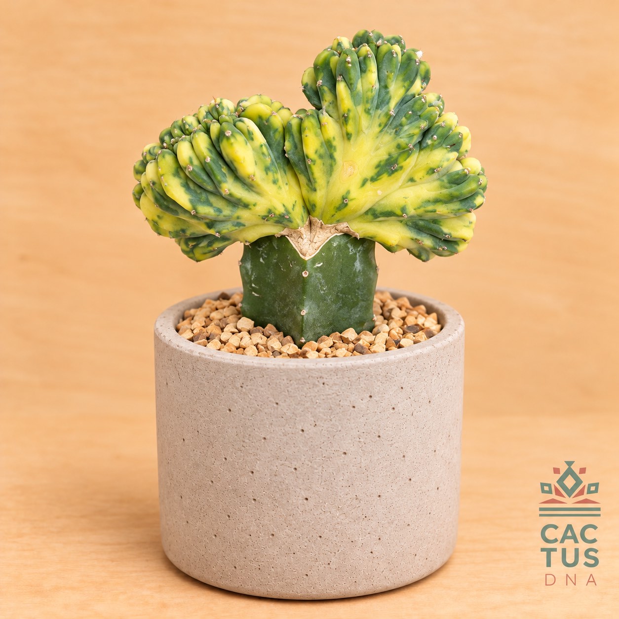 Myrtillocactus geometrizans cristata variegata cactus