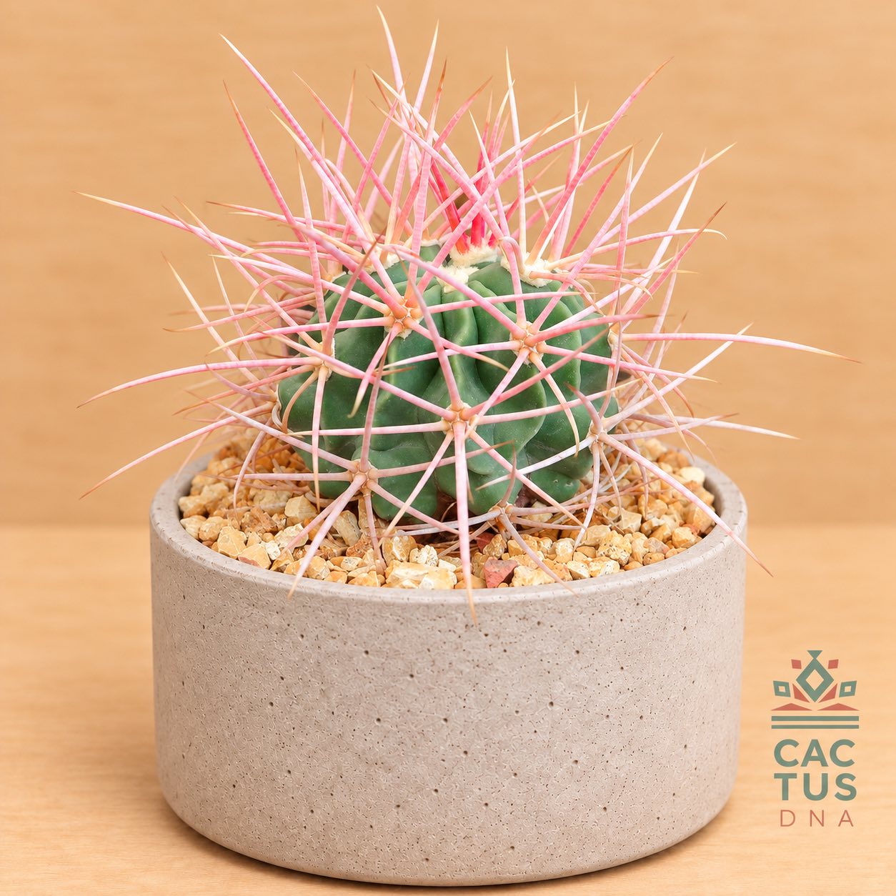 Echinocactus xeranthemoides R129, Marble canyon, AZ cactus
