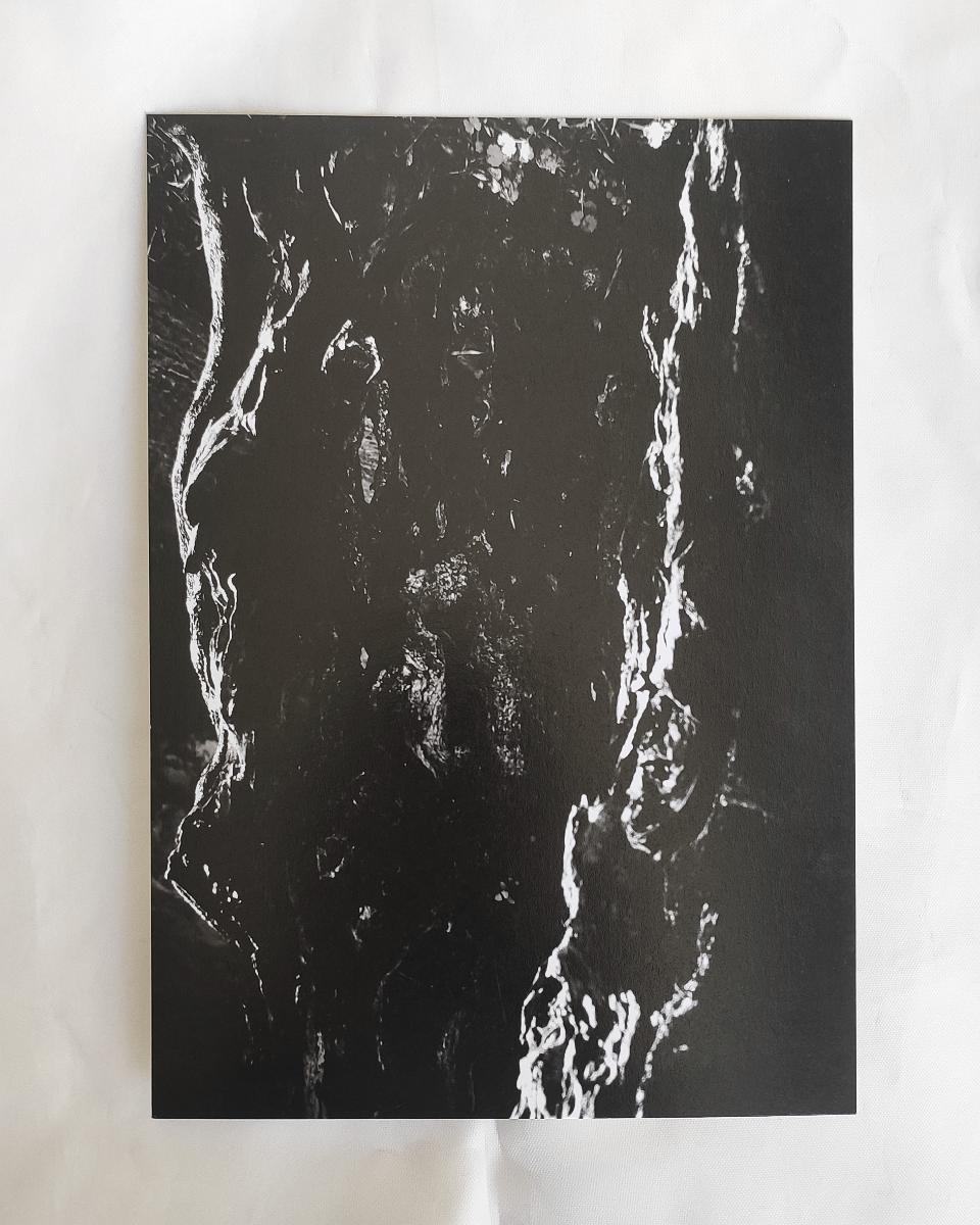 Gothic wall art, dark home decor, nature wall art poster, olive tree photography, nature lover gift, house warming gift, black and white