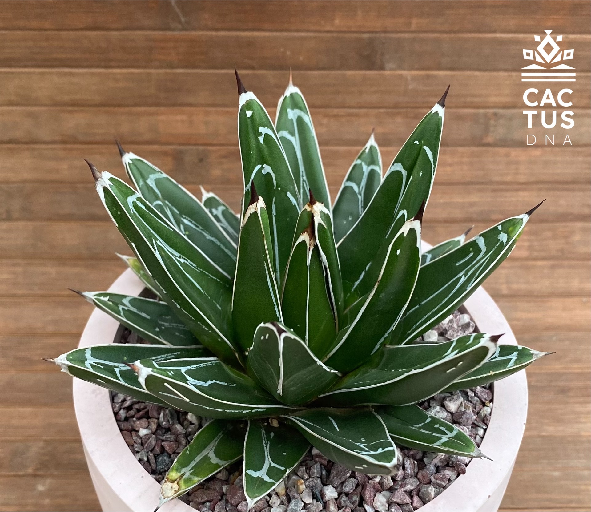 Agave victroriae-reginae / cemendo big pot