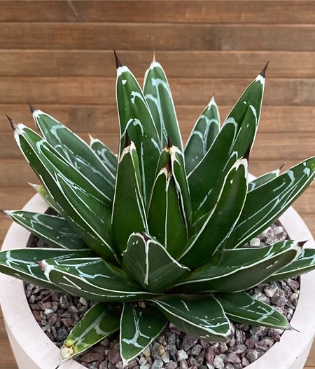 Agave victroriae-reginae / cemendo big pot