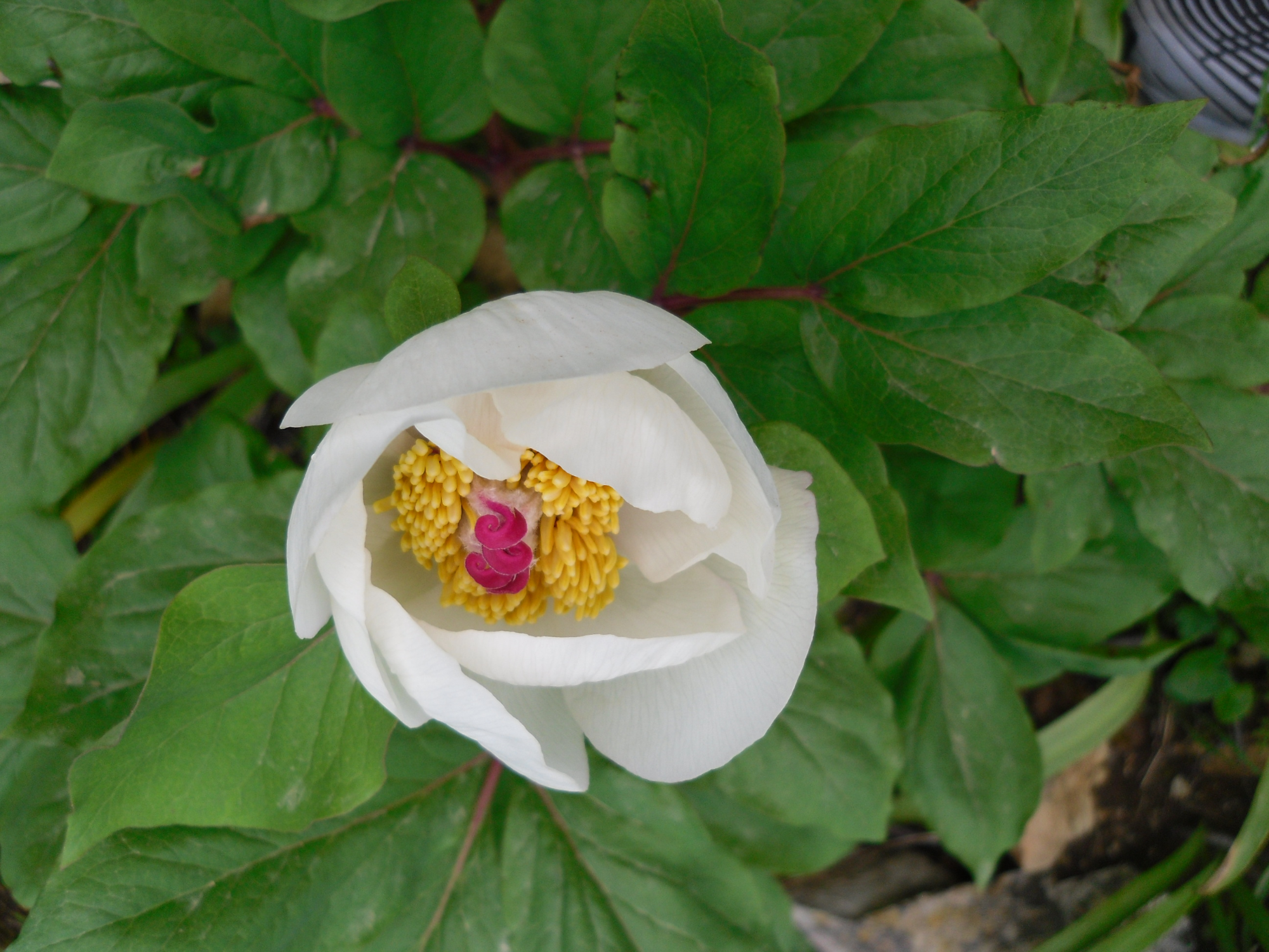 Αρωματικό χώρου &quot;Παιώνια&quot;