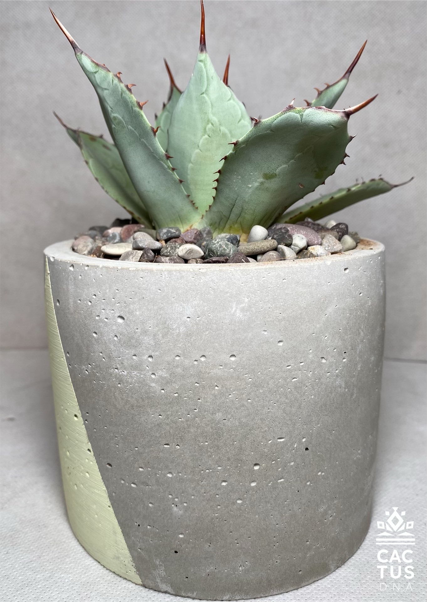 Agave dragon toe / cemendo big pot cactus