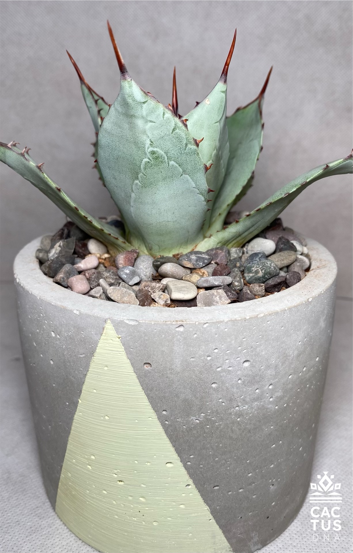 Agave dragon toe / cemendo big pot cactus