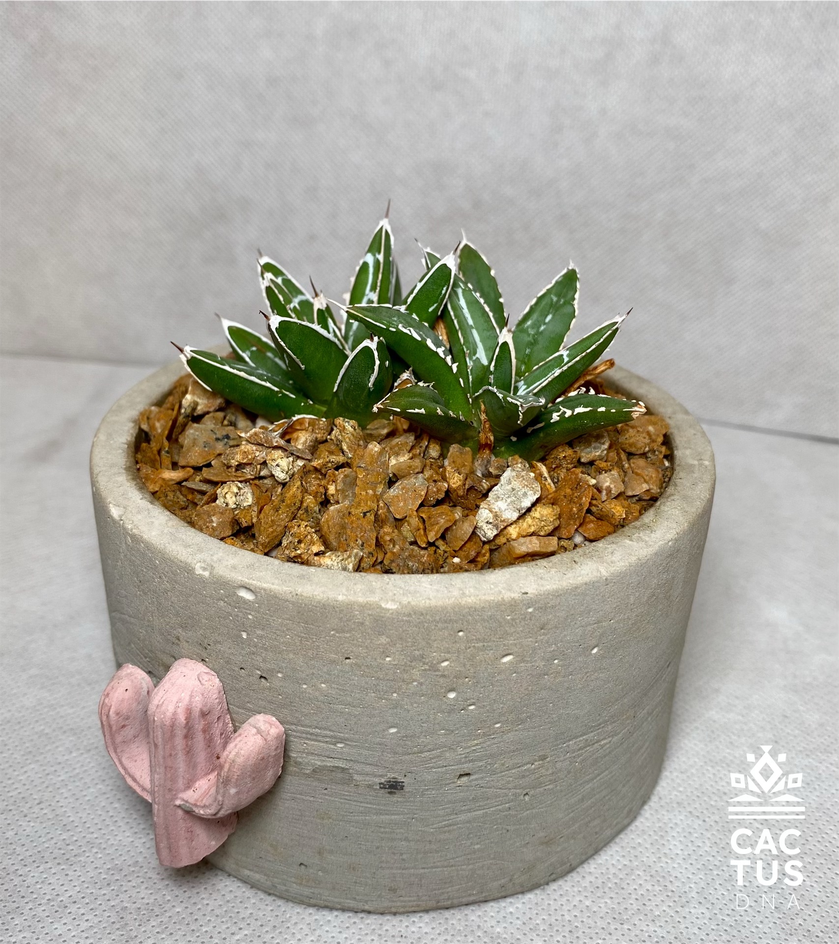 Agave sp / cemendo container