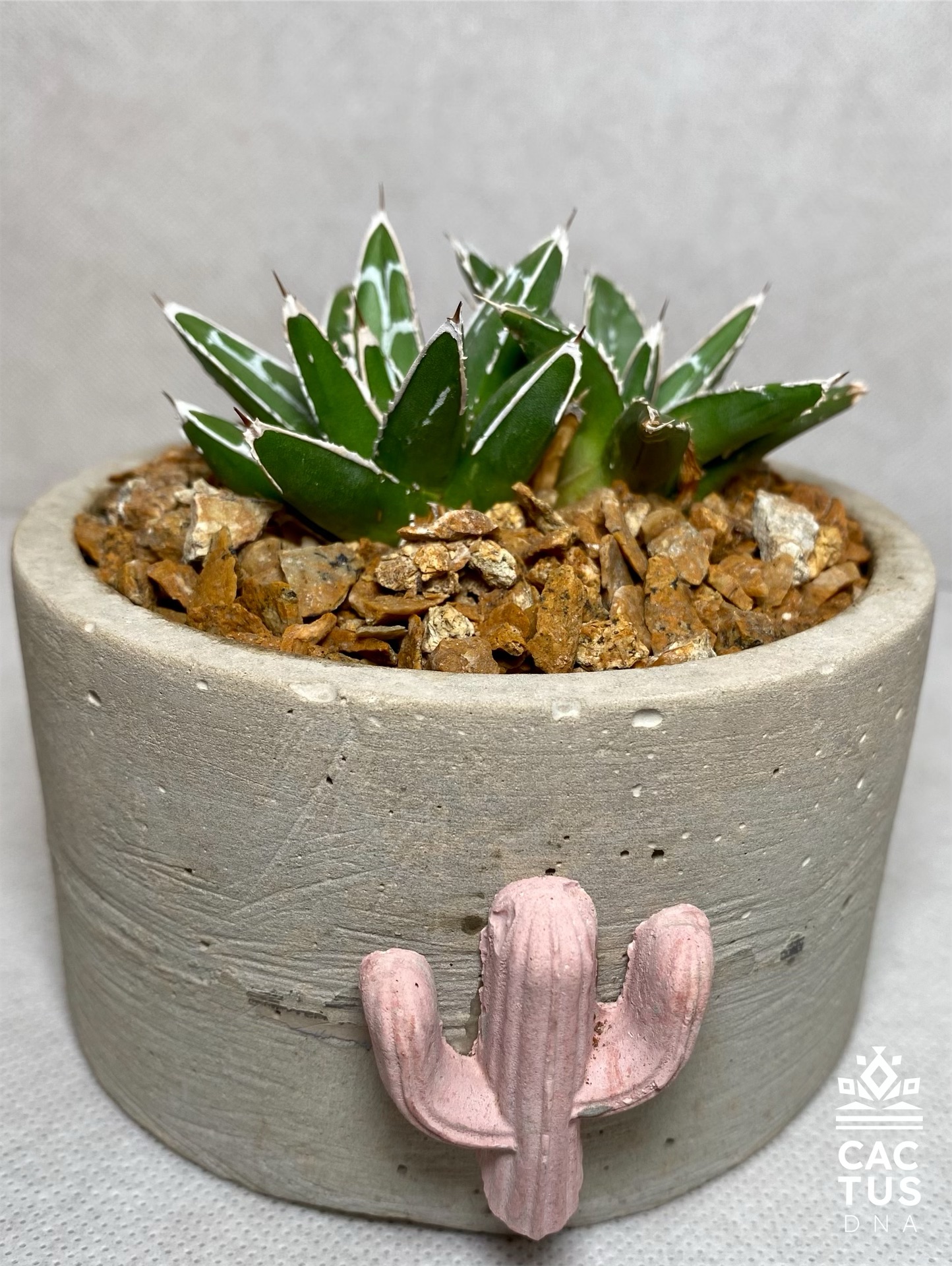 Agave sp / cemendo container