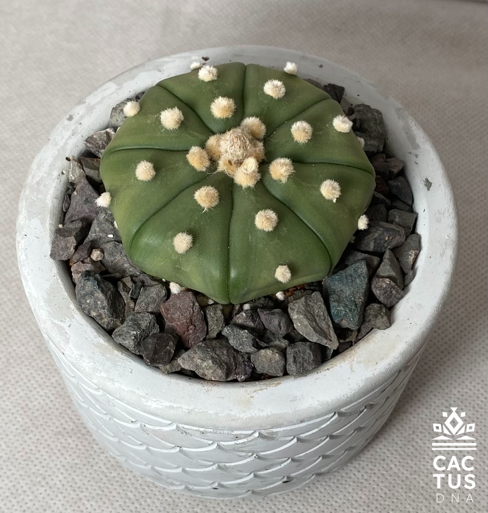 Astrophytum asterias / cemendo pot cactus Mexico