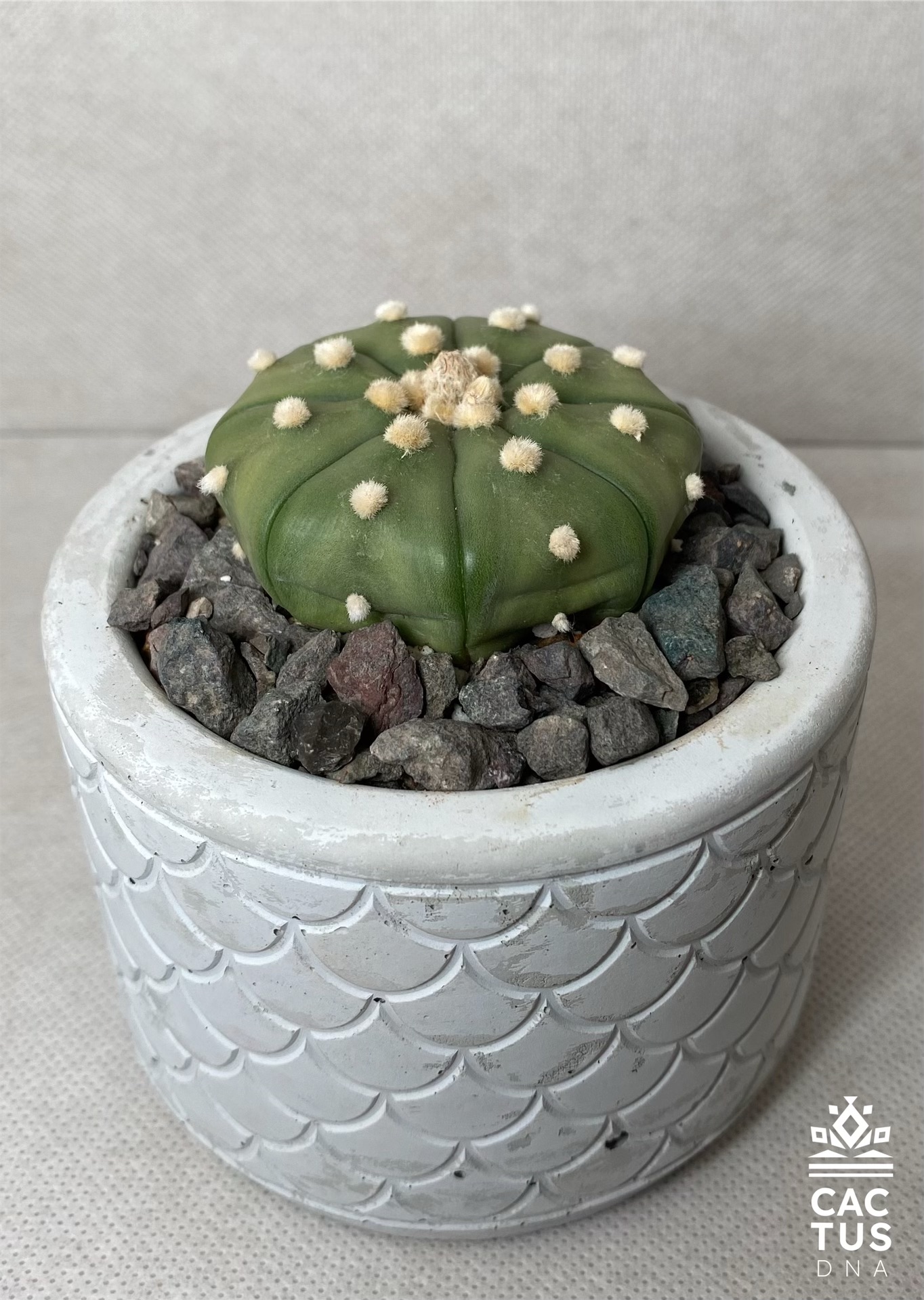 Astrophytum asterias / cemendo pot cactus Mexico