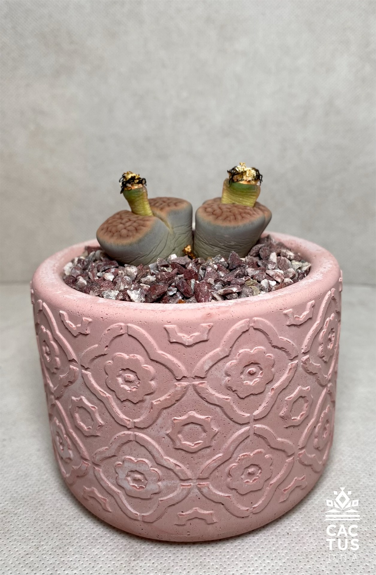 Lithops no.1 / cemendo pot