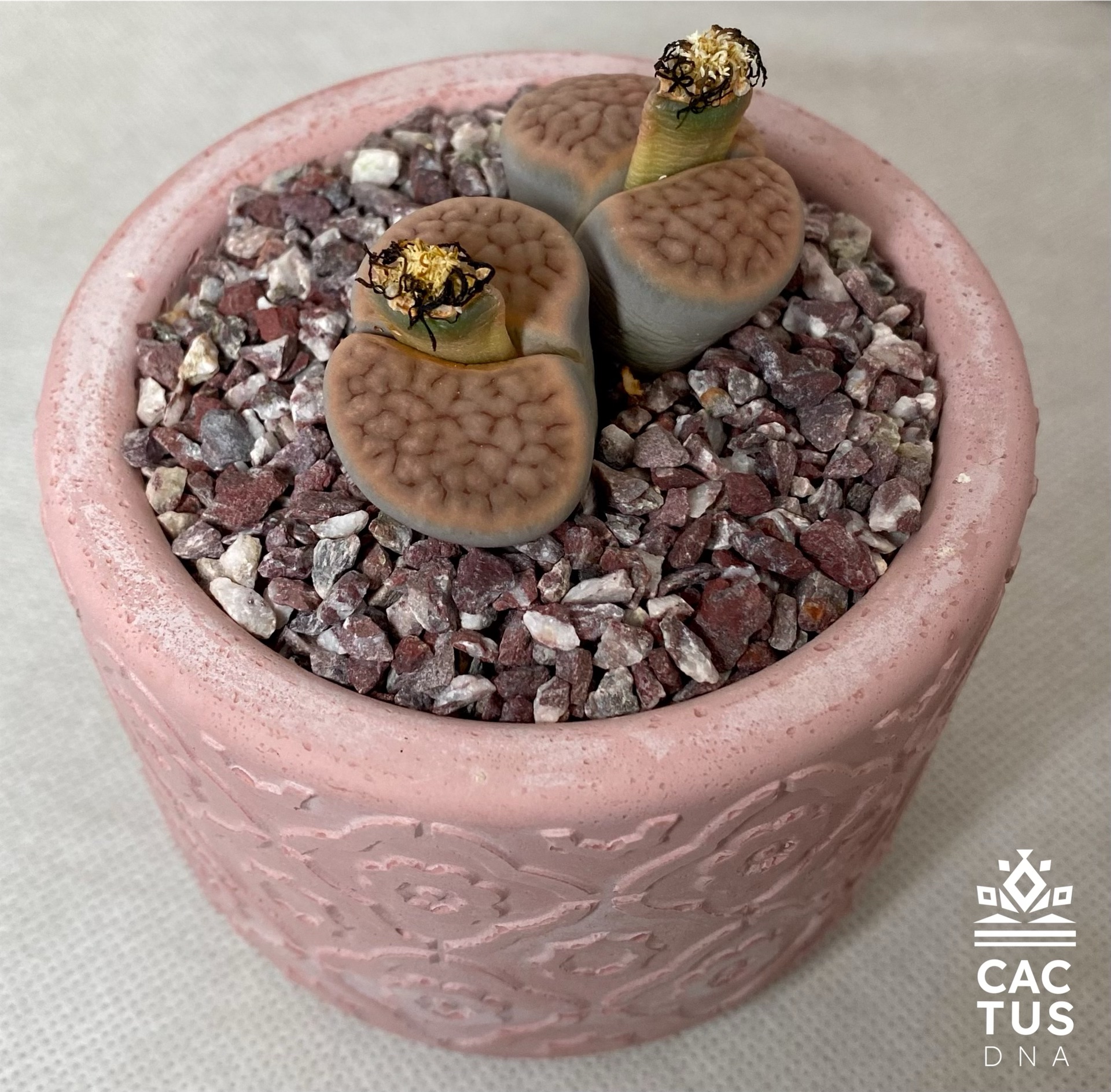 Lithops no.1 / cemendo pot