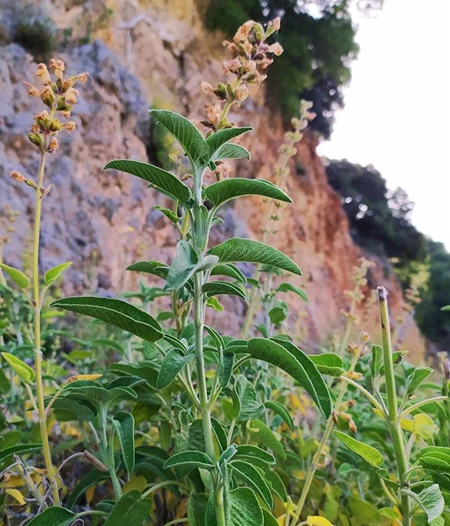 Greek Sage - Salvia triloba