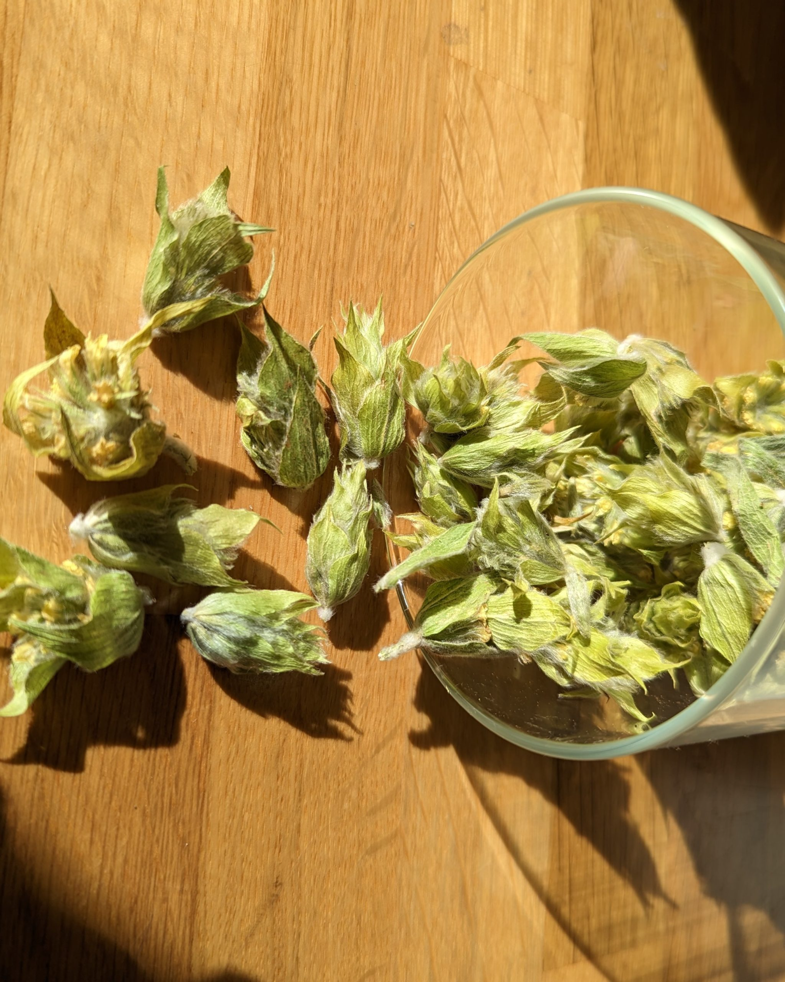 Τσάι του Βουνού (Ανθός) 25γρ.