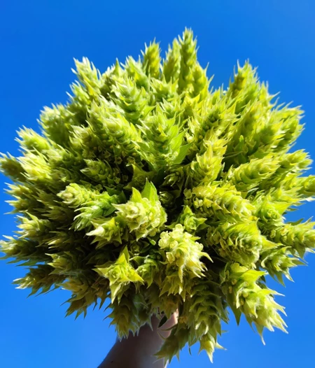 Τσάι του Βουνού Χεριά (Ματσάκι) 40γρ.