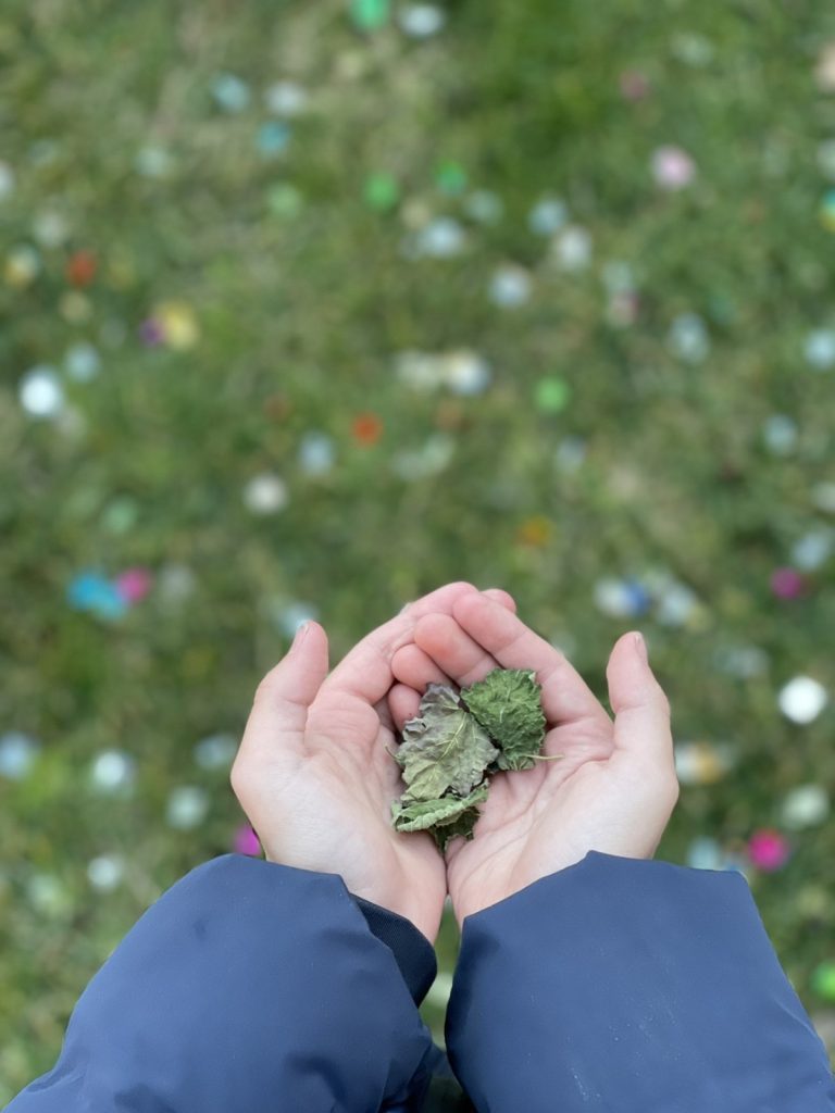 Μελισσόχορτο (ολόκληρα φύλλα) 20γρ.