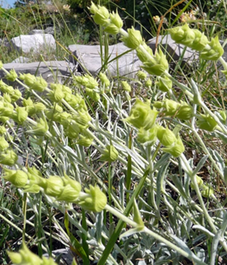 Greek Mountain Tea (Sideritis sp.)
65gr