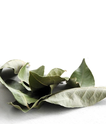 Bay Laurel.