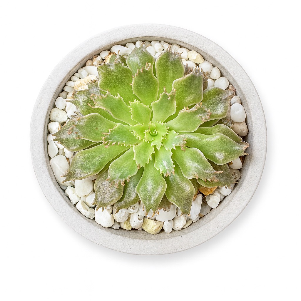 Graptoperia 'Starfire' / grey container