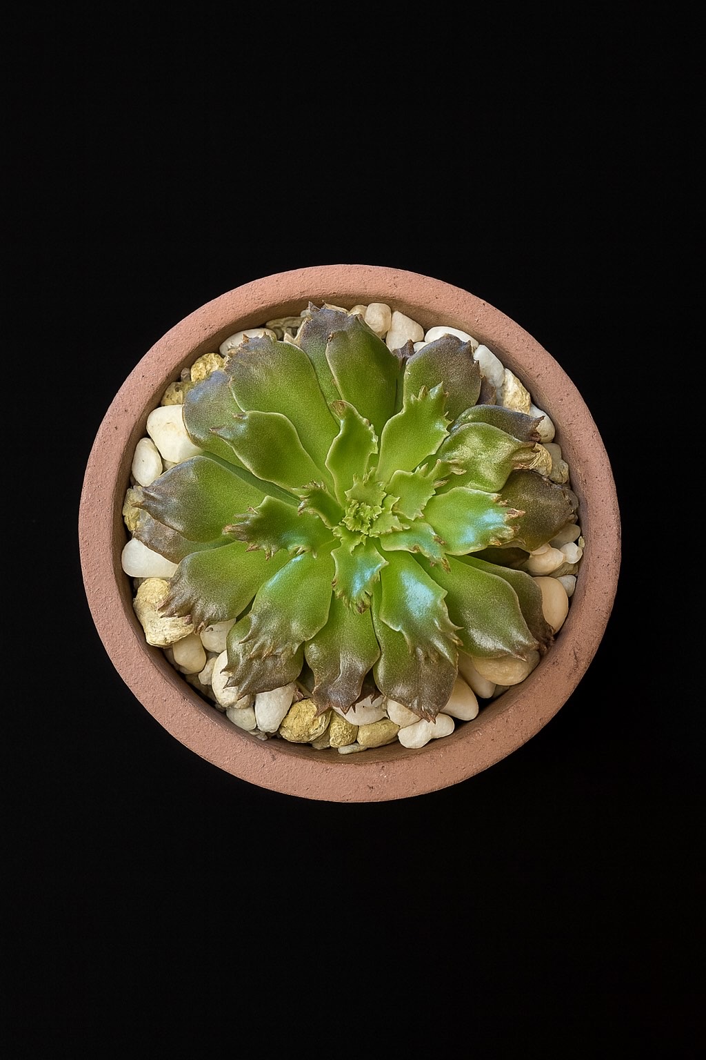 Graptoperia 'Starfire' / brown container