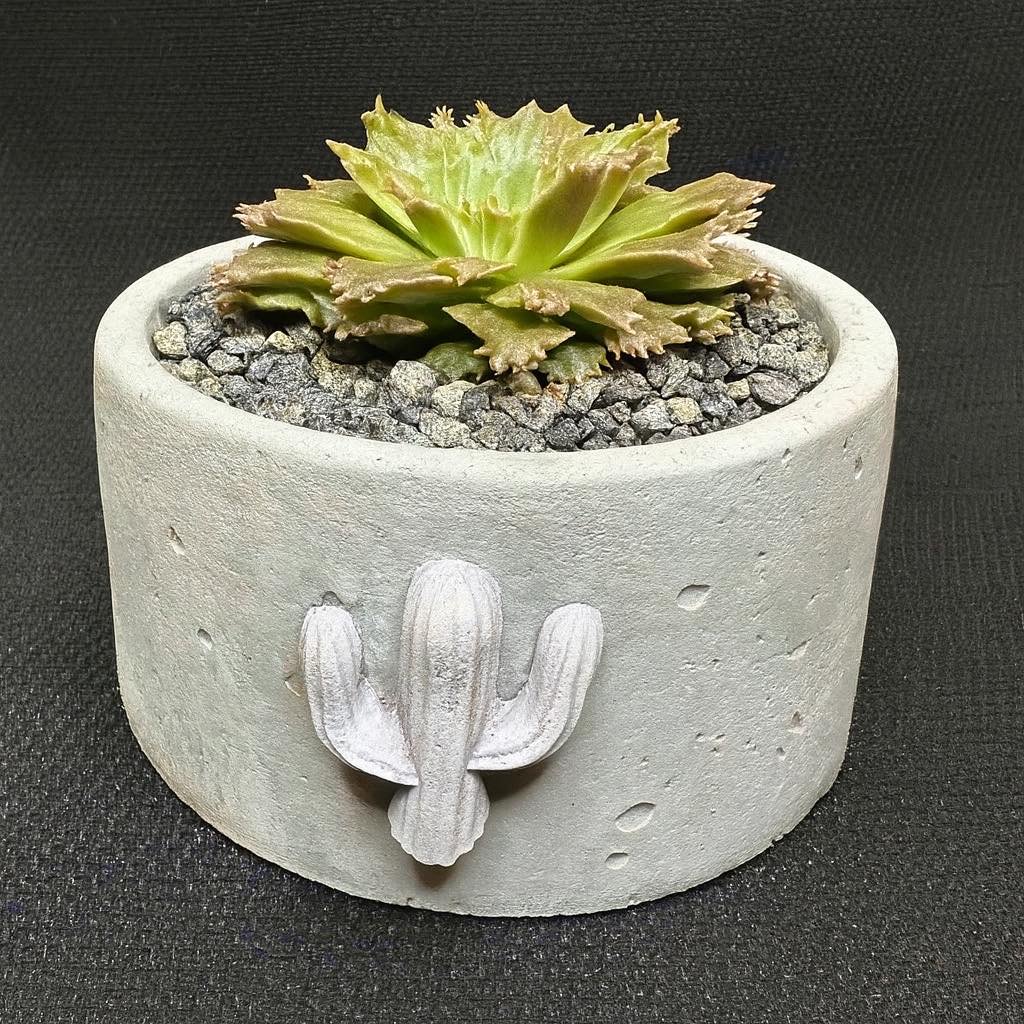 Graptoperia 'Starfire' / grey cactus container
