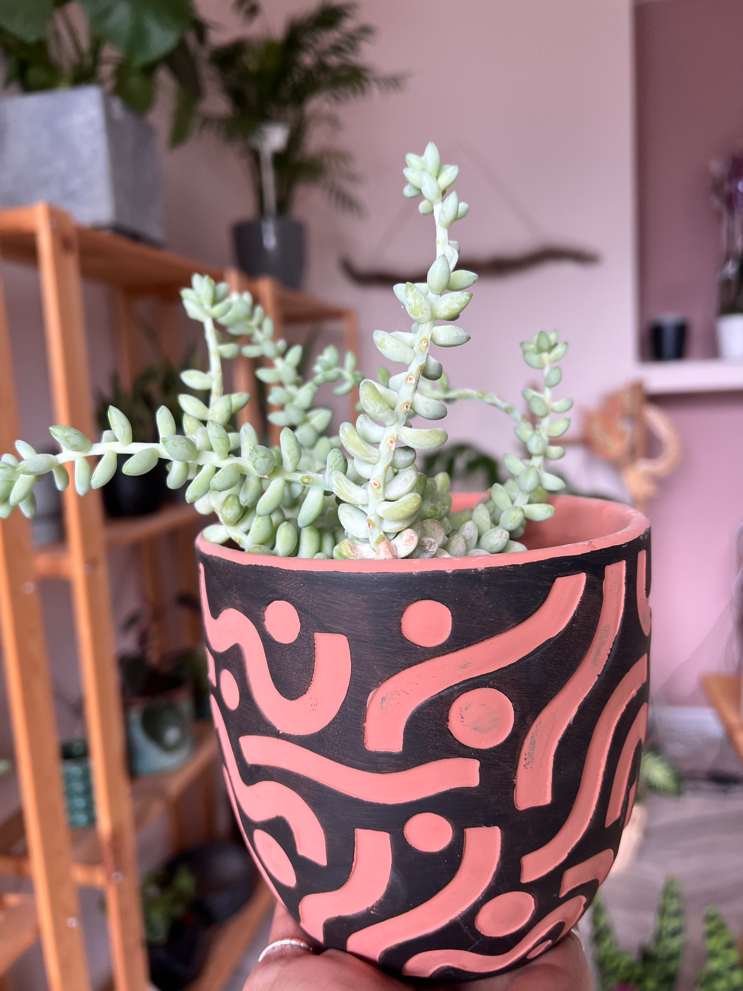 Sedum morganianum  and aged pot