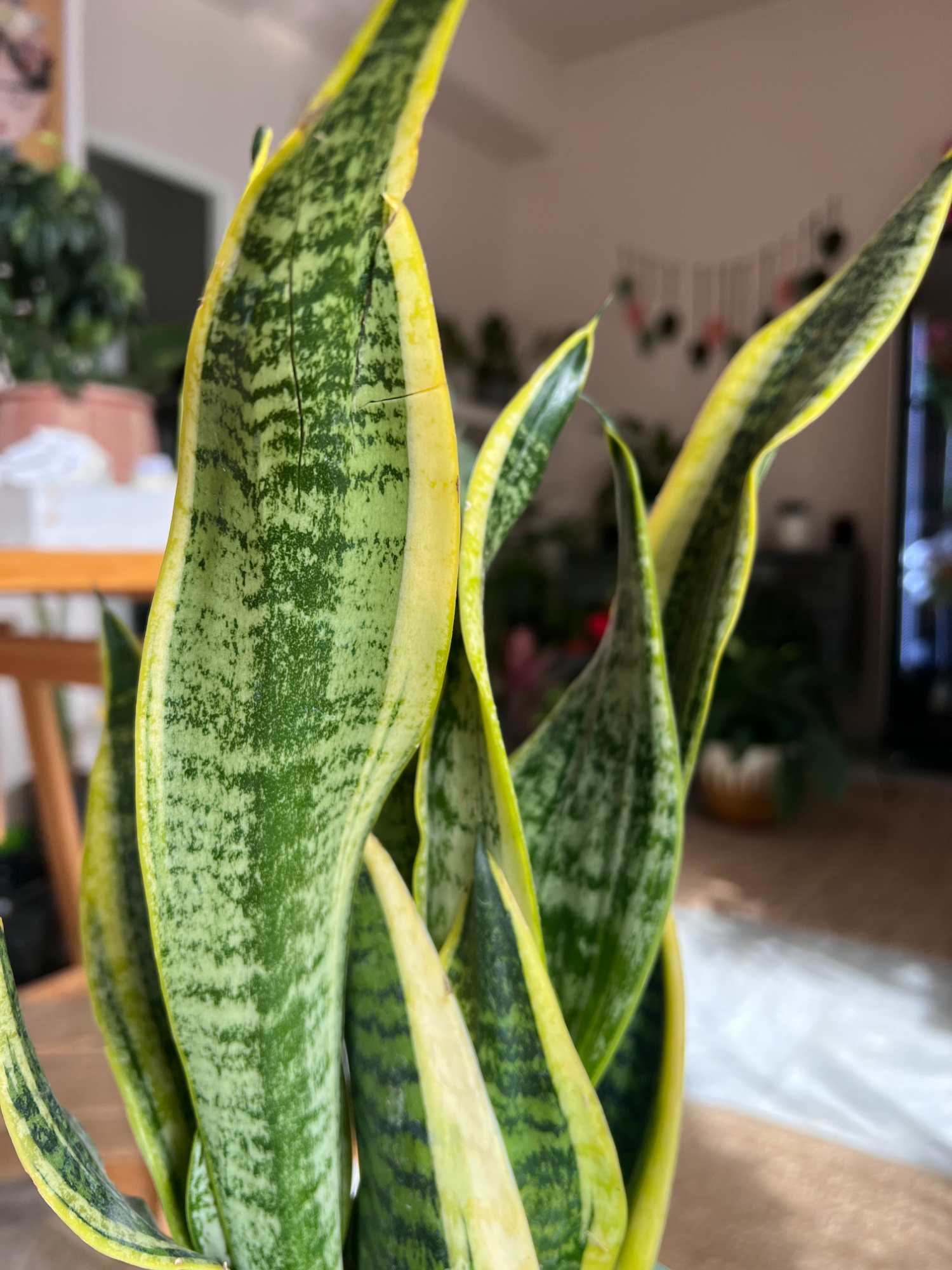 Sansevieria green pot
