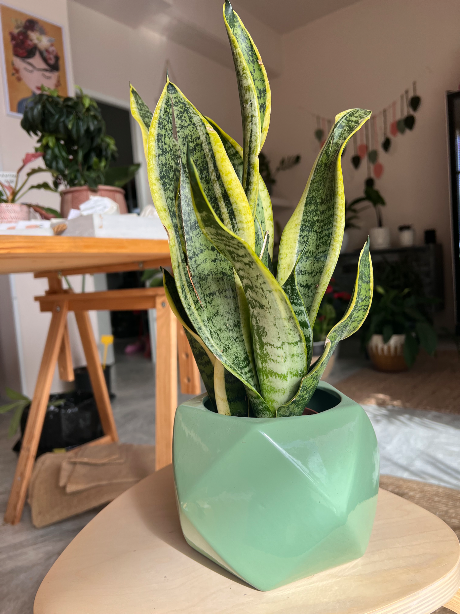 Sansevieria green pot