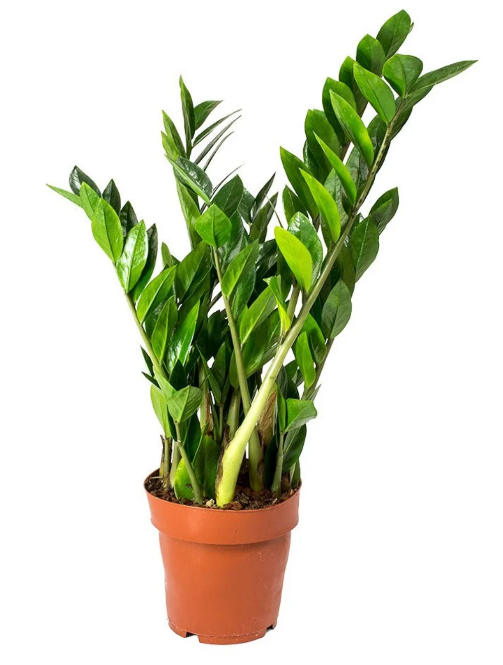 Zamioculcas zamiifolia