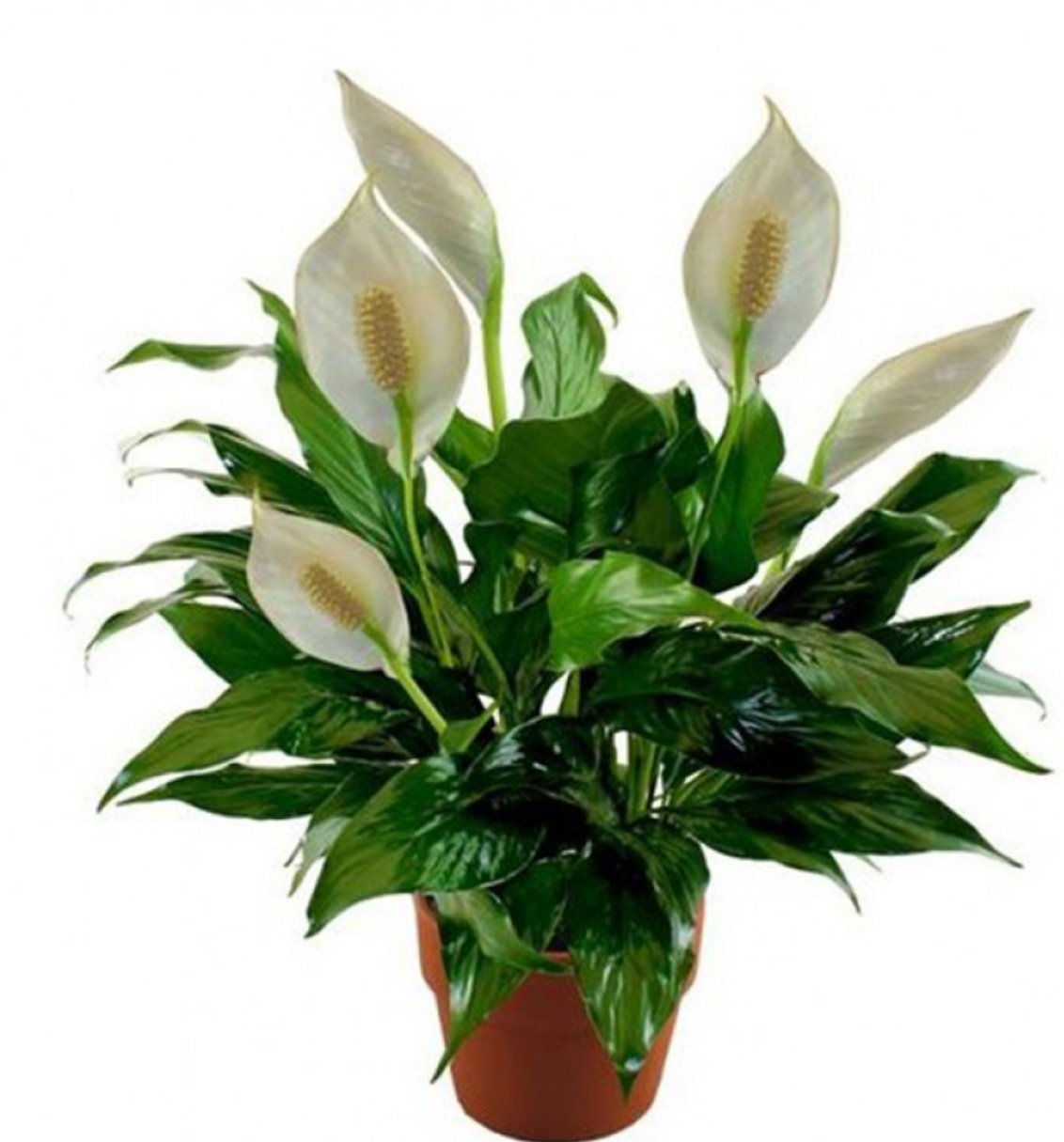 Peace Lily