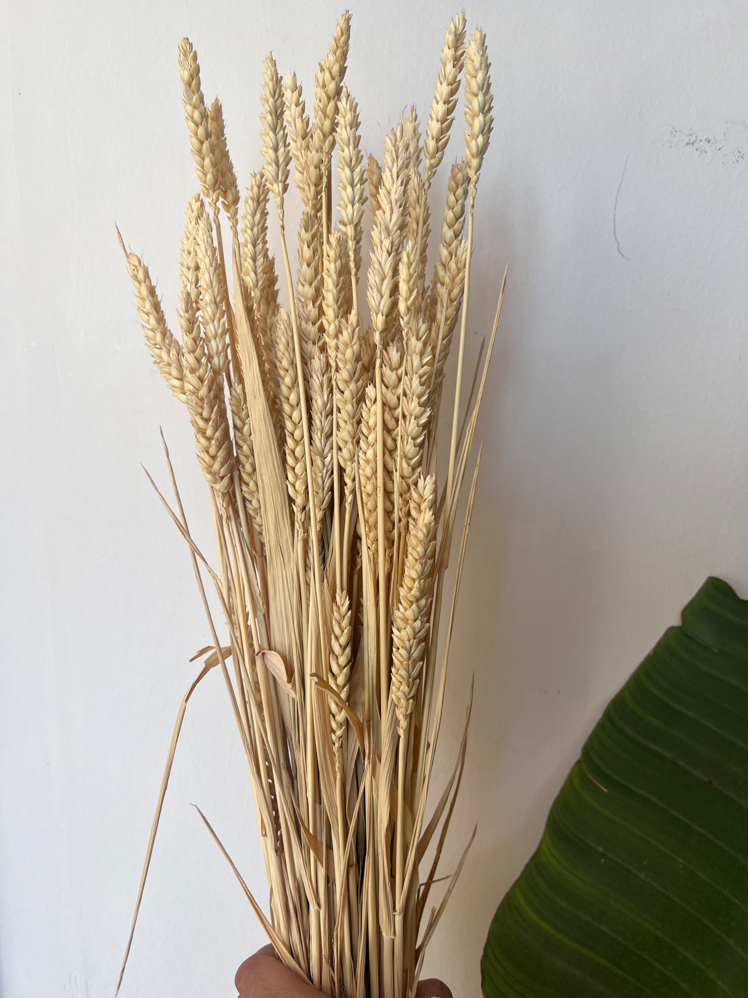 Dried Natural Durum Wheat Bunch