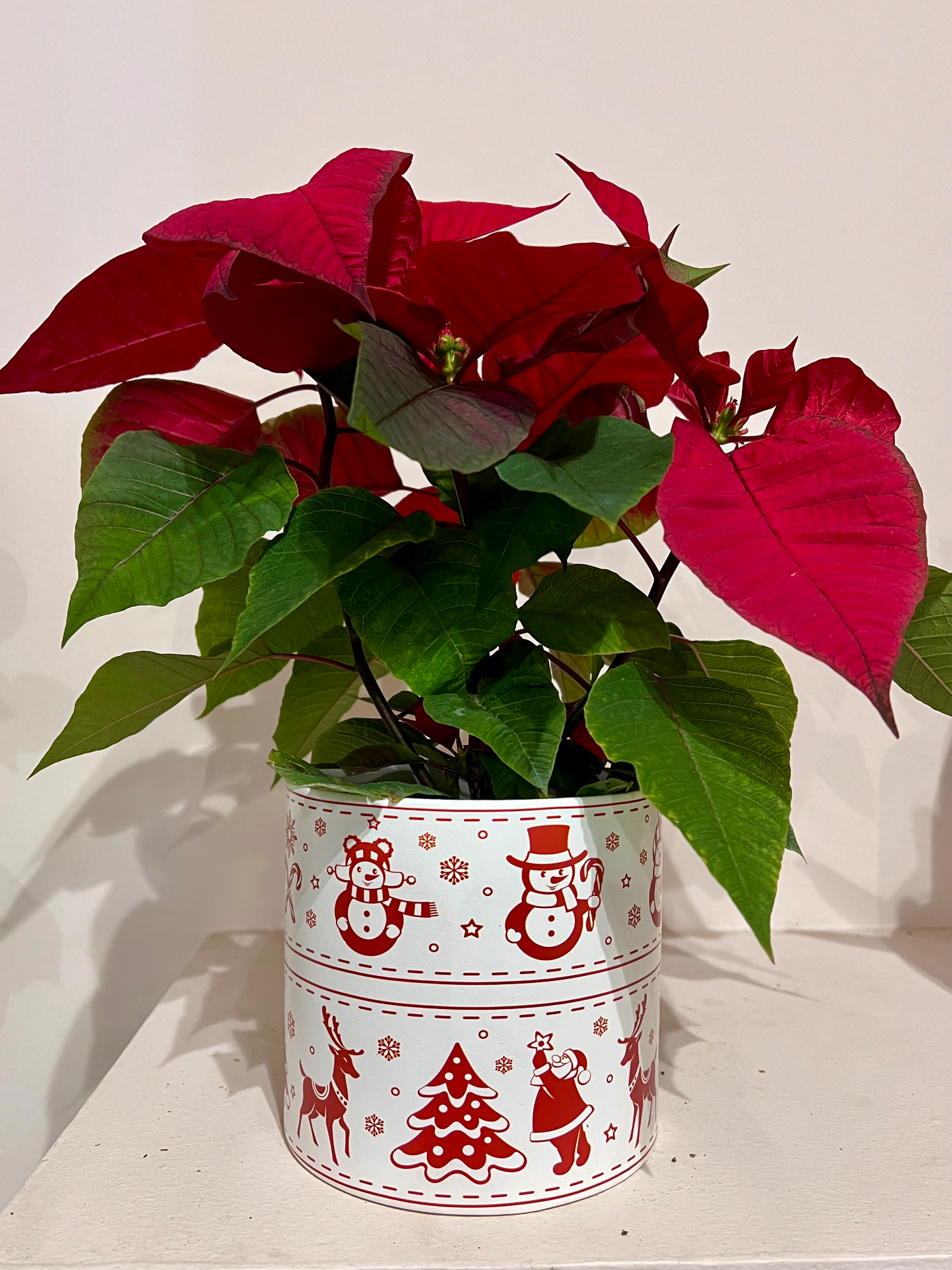 Poinsettia in Christmas pot