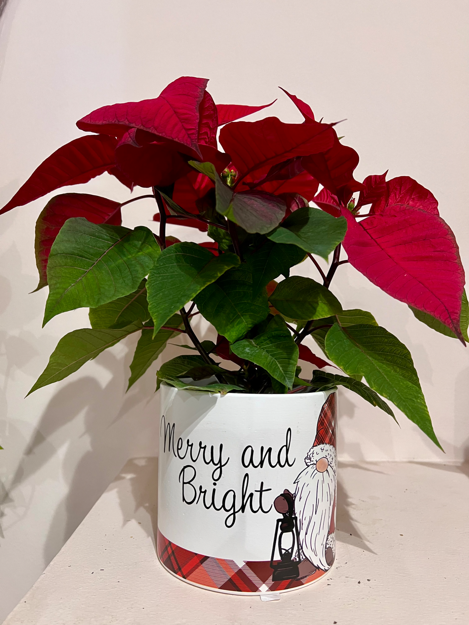 Poinsettia in Christmas pot