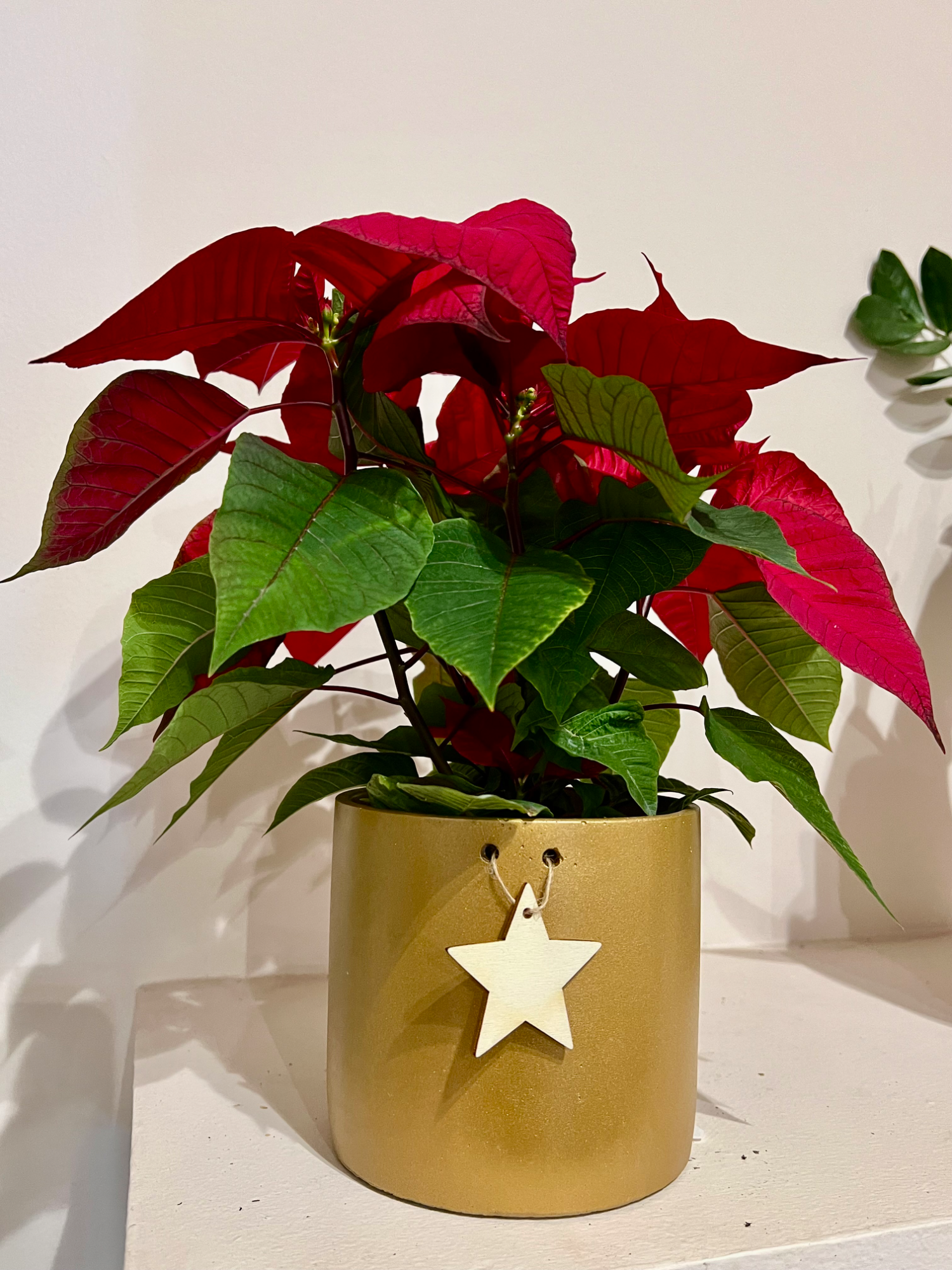 Poinsettia in Christmas pot