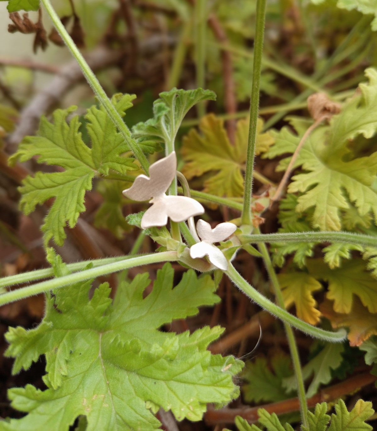 Δαχτυλίδι πεταλούδες.