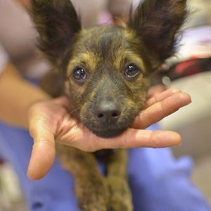 Pet Sitting by Nannuka